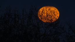 Orange Moon Shines Bright A Night Closeup [1920 x 1080]